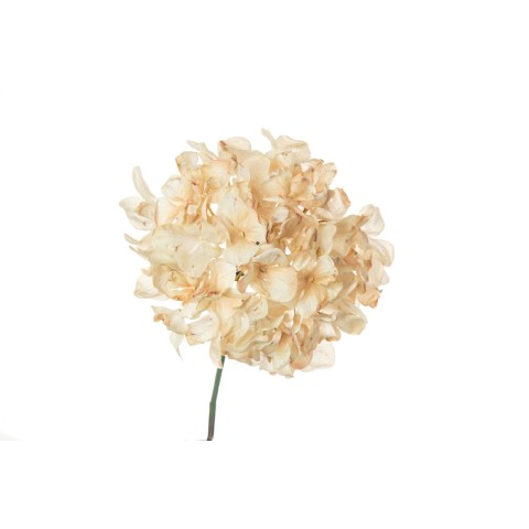 PICK ORTENSIA DRY CM.30 CREMA